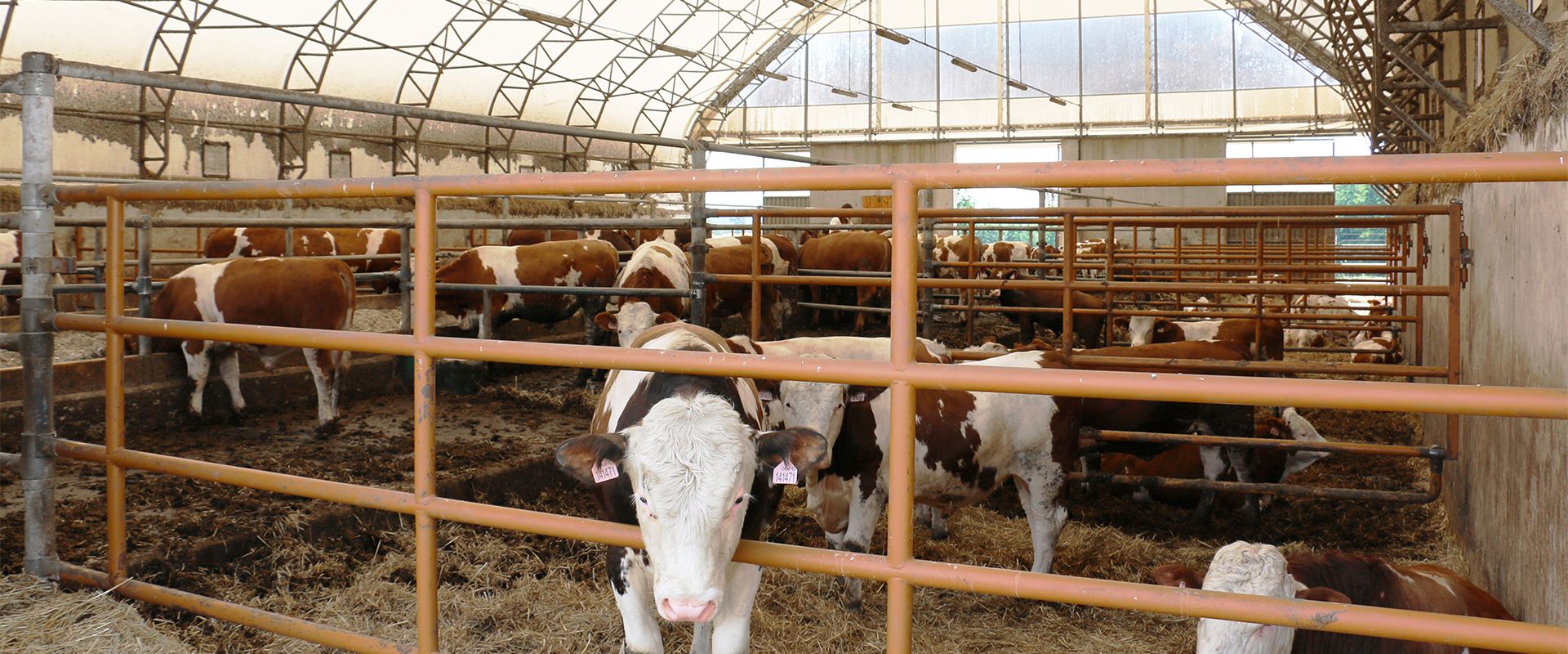 Wie man Nutztiere im ökologischen Landbau unterbringt